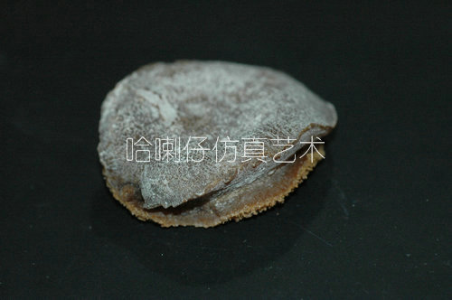 仿真鮑魚模型1