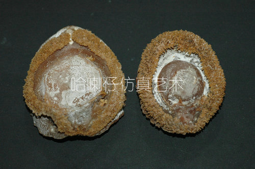 仿真鮑魚模型2